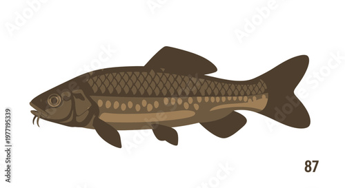 Illustration of a Common Carp fish with detailed scales and barbels, isolated on white