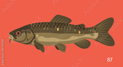Illustration of a Common Carp fish with scales and fins, isolated on red background