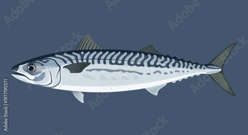 Illustration of a Mackerel Fish with Blue Stripes on a Dark Blue Background