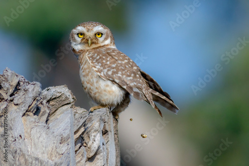 Foto beautiful closeup of the spotted owlets on the tree