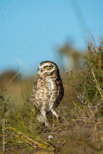Lechuza viscachera Athene cunicularia de madriguera