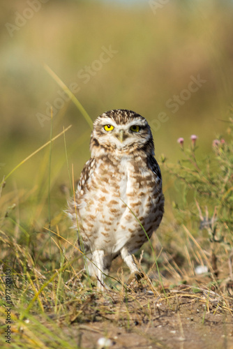 Lechuza viscachera Athene cunicularia de madriguera