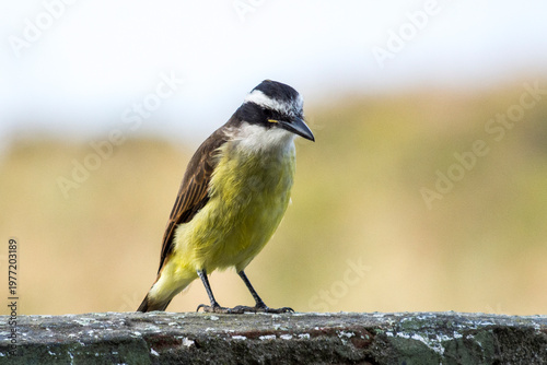 Benteveo Pitangus sulphuratus ave