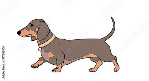 Detailed side view illustration of a brown dachshund dog with a tan collar is shown walking gracefully across a white background.