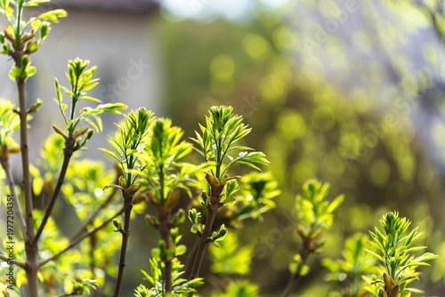 Close-up of vibrant green plant buds and young leaves emerging in spring sunlight. Beautiful natural bokeh background symbolizes growth and renewal