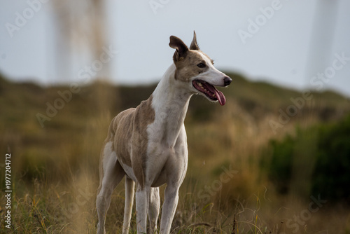 Perro Galgo en paisaje campestre