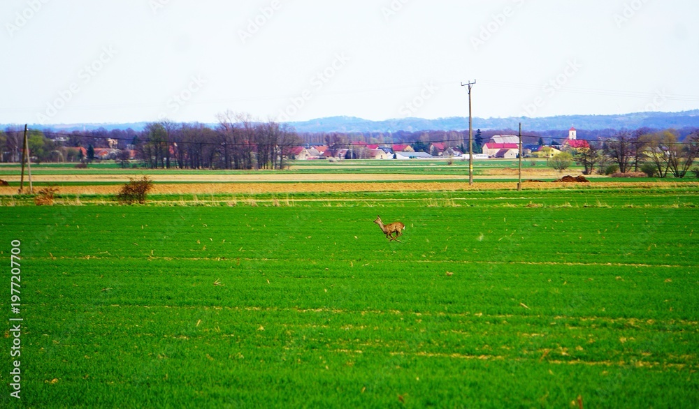 Fototapeta premium Biegnąca sarna na polu