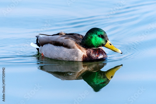 Canvastavla closeup of the mallard duck in the river