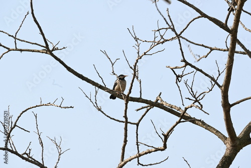 Indian pied myna or Gracupica contra. Its species of starling found in the Indian subcontinent. They are perched on branch of a tree, set against the backdrop of a blue sky. Asian pied starling brid. 