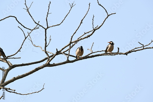 Indian pied myna or Gracupica contra. Its species of starling found in the Indian subcontinent. They are perched on branch of a tree, set against the backdrop of a blue sky. Asian pied starling brid. 