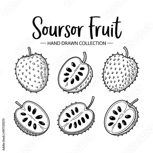 Soursop fruit hand drawn illustration on white background, tropical graviola sketch, exotic fruit botanical drawing, detailed organic line art and natural food concept vector design