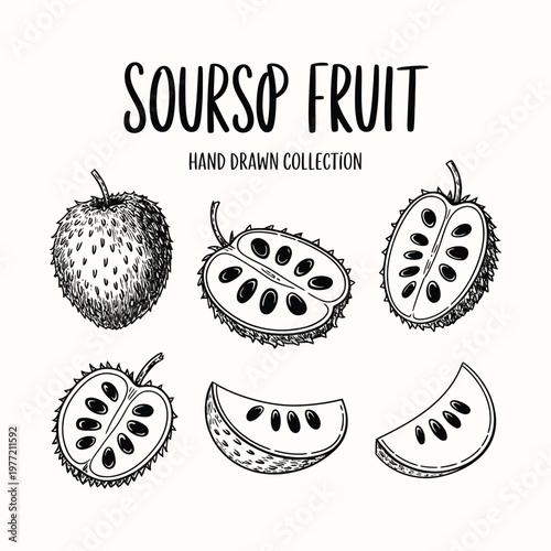 Soursop fruit hand drawn illustration on white background, tropical graviola sketch, exotic fruit botanical drawing, detailed organic line art and natural food concept vector design