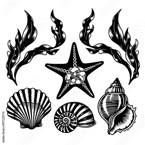 A collection of hand-drawn vintage seashells, starfish, and seaweed illustrations