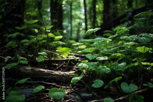 Lush green foliage thriving on the forest floor with sunlight illuminating leaves