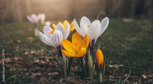 Yellow and white crocus flowers blooming in the garden during the early spring season
