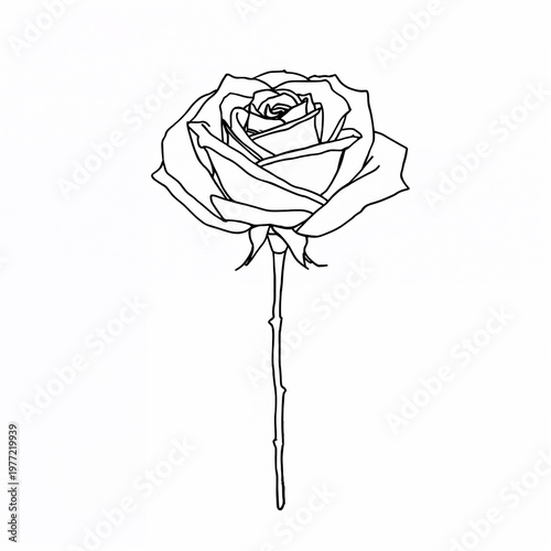 Minimalist blooming rose line art, elegant black ink botanical sketch isolated on white background