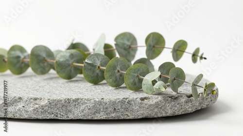 Eucalyptus Leaves and Grey Stone