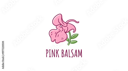 Pink Balsam Flower Vector Design