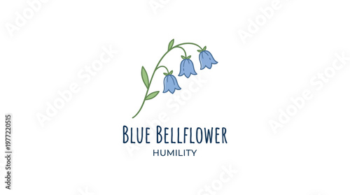 Delicate Blue Bellflower with Green Leaves and Stem on White