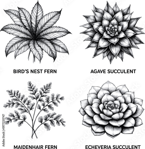 Create a realistic Hand-Drawn Top View Plant Ink Sketch Set Featuring Ferns and Succulents for Landscape Architecture vector art with white background.