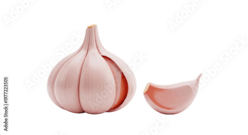 Vector illustration of fresh garlic bulb and a single clove on a transparent background