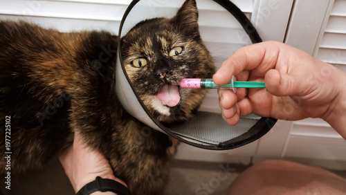 Close-up cat while owner gives a pink drug by insert syringe into back corner of mouth and slowly dispense the medication. Pet in Elizabethan collar on neck. Animal treatment. High quality photo.