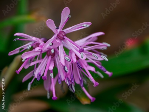 Quadro em tela ショウジョウバカマの花の構造。雄しべ、雌しべ、花被片、花糸、葯の様子がわかるクローズアップ。春から初夏の湿地を彩る高山植物。自然風景素材。