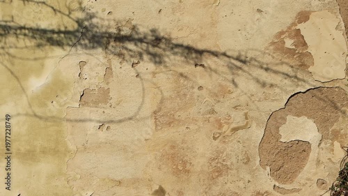 Branch shadow on the old wall