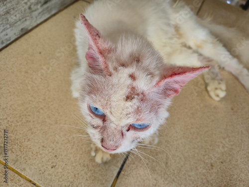 Fotografía Sick white cat with severe mange, alopecia, and skin lesions on its face and ears