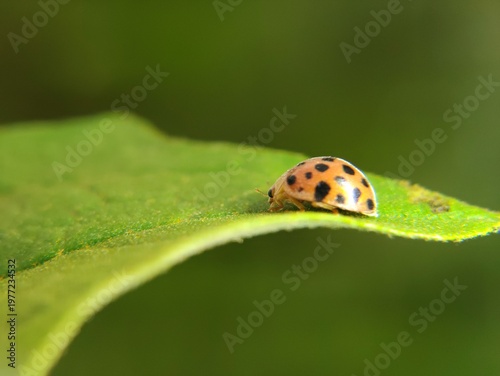 Beautiful ladybugs that live in flowers like to eat aphids and plant-eating pests. and can eat 5,000 insects
