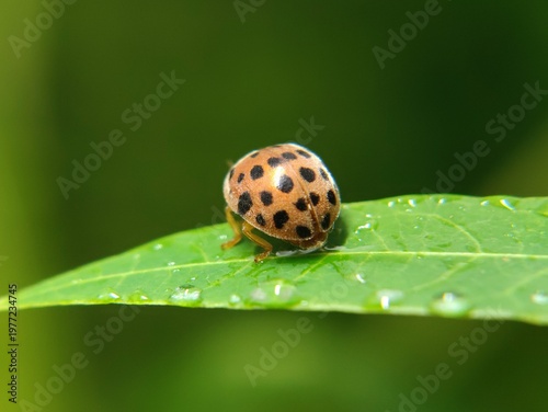 Beautiful ladybugs that live in flowers like to eat aphids and plant-eating pests. and can eat 5,000 insects