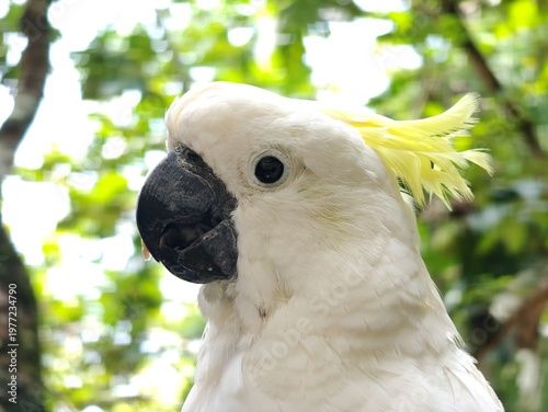 The white cockatoo (Cacatua alba) is an endemic Indonesian bird whose natural habitat is limited to the North Maluku region, especially the islands of Halmahera, Bacan, Ternate, Tidore, Kasiruta, and 