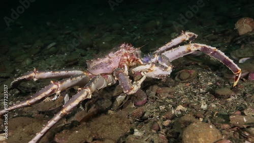 A magnificent crab glides across the dark, rocky bottom of the Barents Sea, its claws meticulously sweeping for delicious Flexopecten ponticus scallops. A solitary journey in the deep ocean depths.
