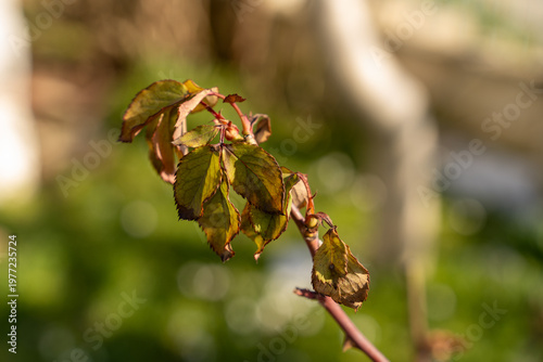 Twig of rose with young green leaves and thorns in the garden