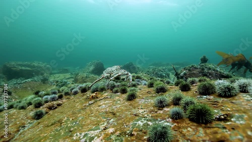Glimpse the bustling Barents Sea floor where Flexopecten ponticus scallops and crabs thrive. A wondrous mosaic of life flourishes, revealing the ocean's hidden beauty and diverse inhabitants.