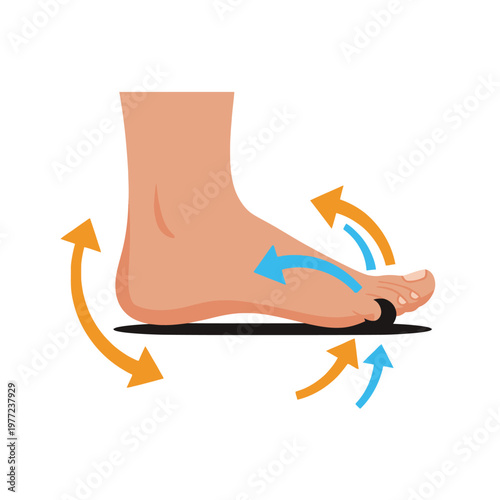 Human Foot Anatomy Illustration: Arch Support and Pressure Points with Movement Arrows