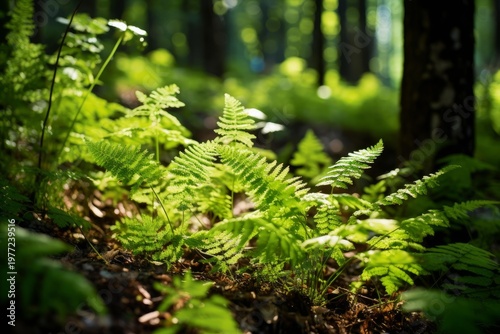 Fern plants thrive on the forest floor, illuminated by bright sunlight filtering through trees