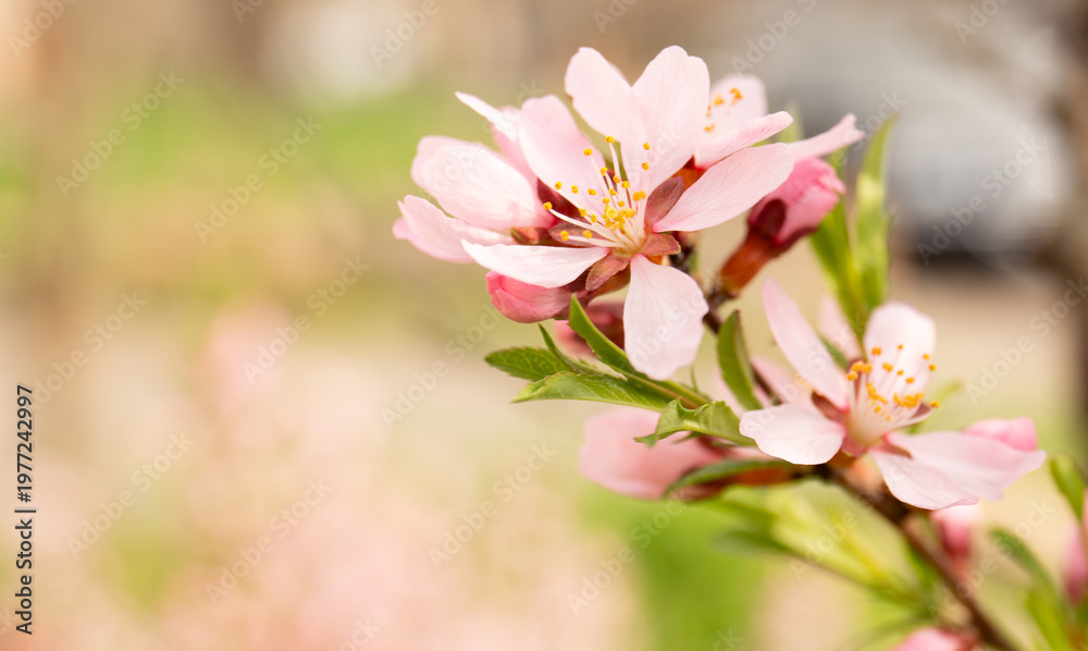 Obraz premium Pink flowers on a blurred natural background