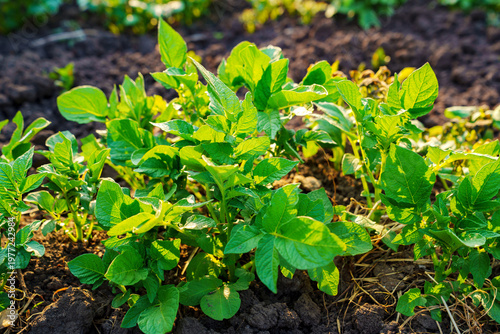 Green potato plants growing in the garden in sunny weather