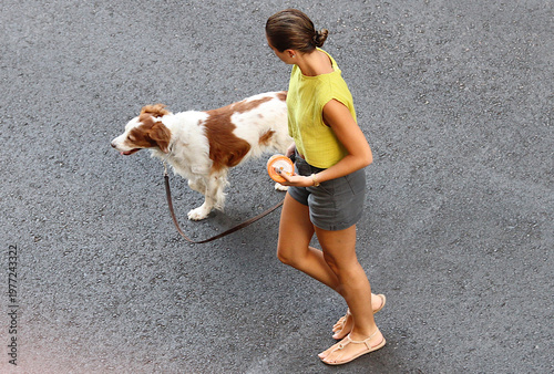 фотографія Perro bretón con chica paseando en verano cruzando la calle