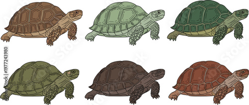 Detailed land turtle and tortoise collection featuring six different color variations of reptiles with patterned shells in a hand-drawn textured illustrative style.