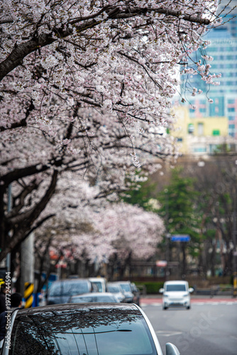 Quadro su tela 벚꽃 핀 거리에서