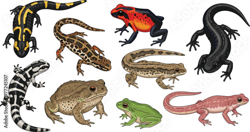 Detailed Vector Illustration Set of Salamanders, Newts, Frogs, and Toads Featuring Various Skin Patterns and Colors for Biological Research and Wildlife Nature Graphics