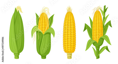Four ears of corn in varying stages of husk removal
