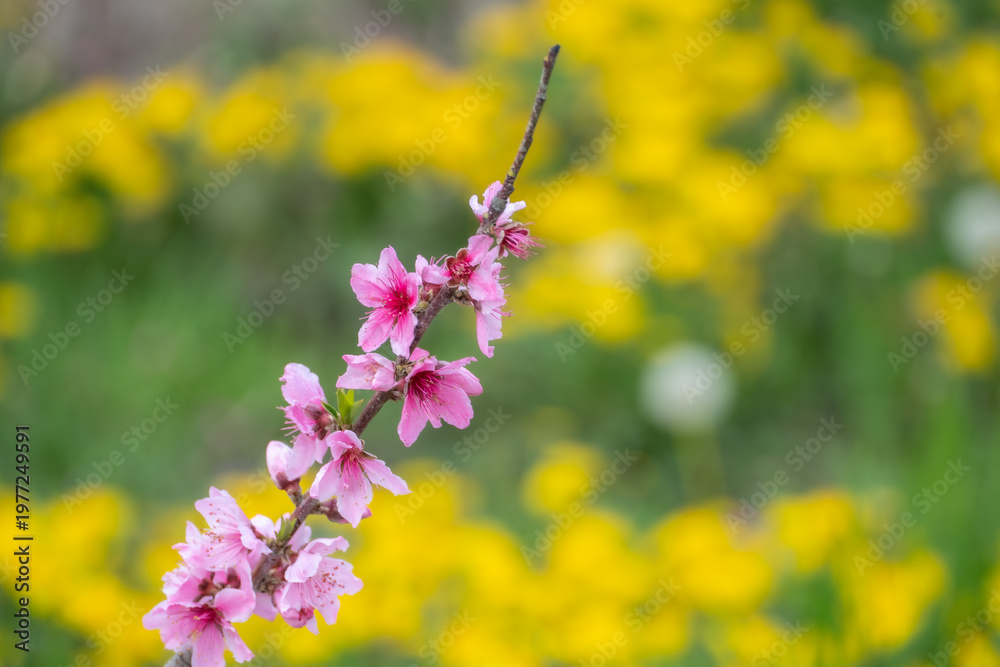 Obraz premium Peach blossoms