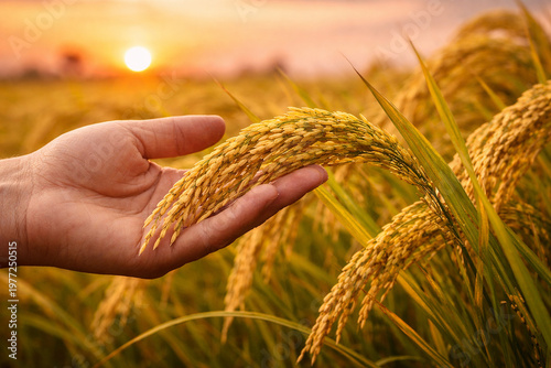 Human hand gently touching mature rice stalks in a glowing field with soft sunset tones behind.