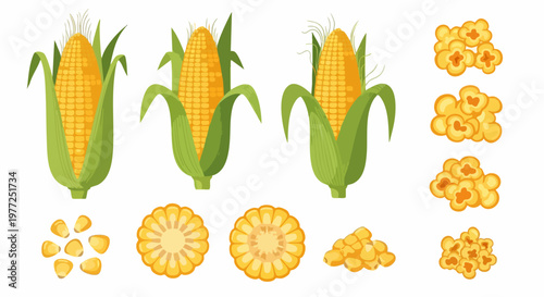Fresh corn on the cob vector set, yellow sweetcorn kernels and popcorn elements, organic maize vegetable collection for food packaging and menus