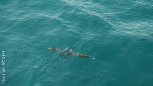 Nerpa with fishing net around its neck swims under clear blue seawater and emerges to surface. Close-up. Environmental issues concept