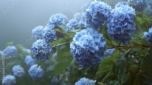 Blooming hydrangeas show beautiful blue flowers in a garden under soft morning mist near a sunny sky