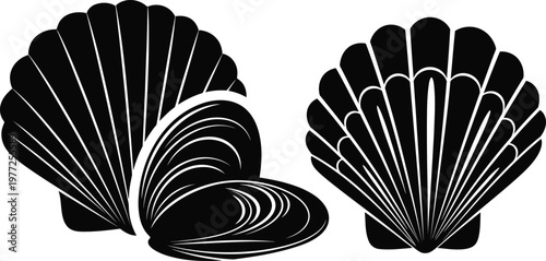 Set of various sea shells isolated on white background